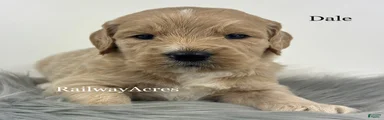 Dale
