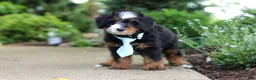 Mini Bernedoodle dogs for sale: Sawyer - Ad 10