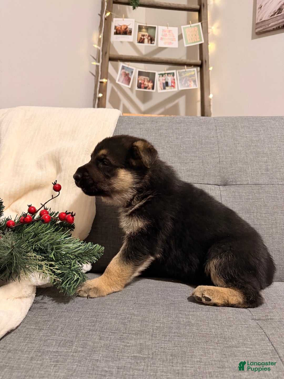 German Shepherd dogs for sale: German Shepherd Puppy 2 - Ad 7