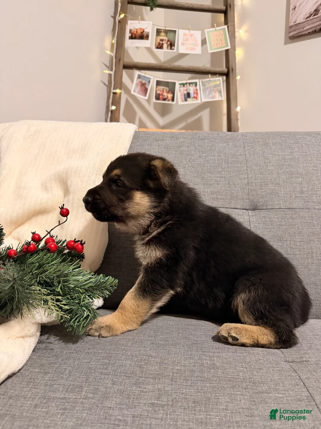 German Shepherd dogs for sale: German Shepherd Puppy 2 - Ad 7