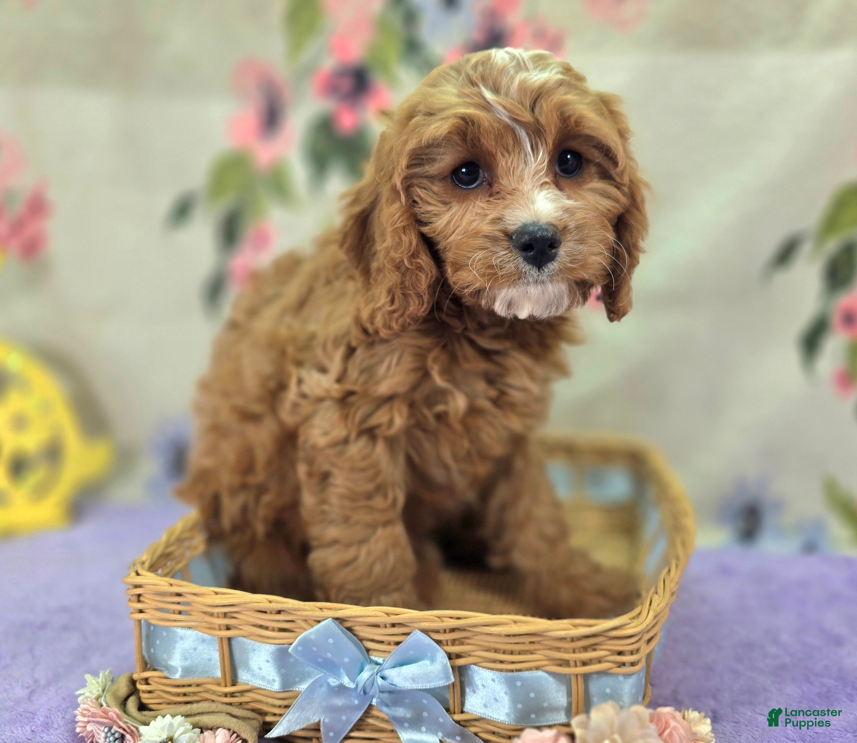 Cavapoo dogs Blizzard - Ad 6