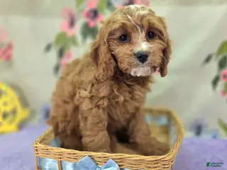 Cavapoo dogs Blizzard - Ad 4