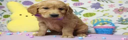 Golden Retriever dogs for sale: Benji - Ad 8