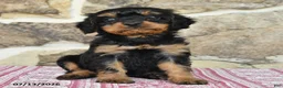 Cavapoo dogs for sale: Kayla - Ad 4