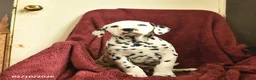 Dalmatian dogs for sale: Sailor  - Ad 5