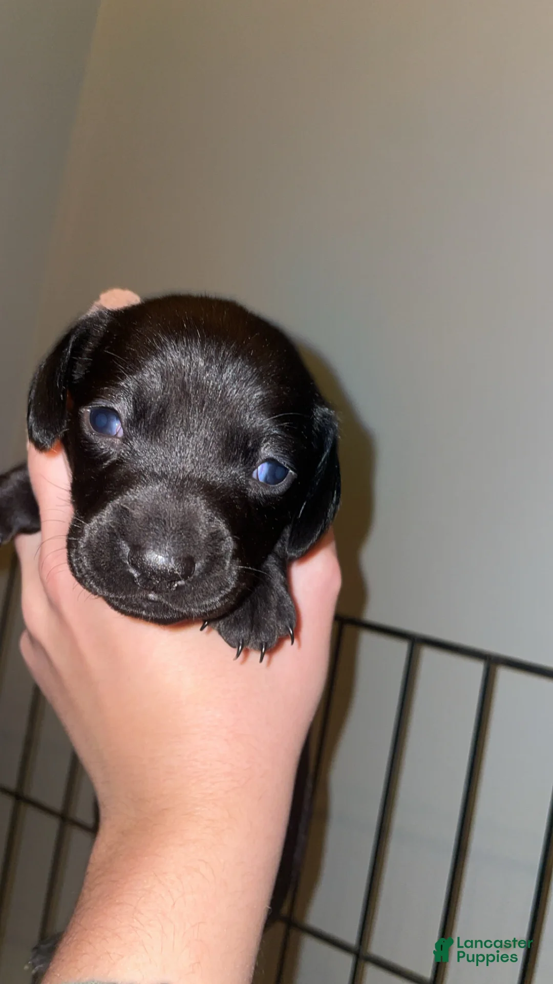 Miniature Dachshund dogs for sale: Miniature Dachshund Puppy 1 - Ad 2