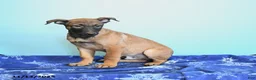 Belgian Malinois dogs for sale: Pablo  - Ad 13