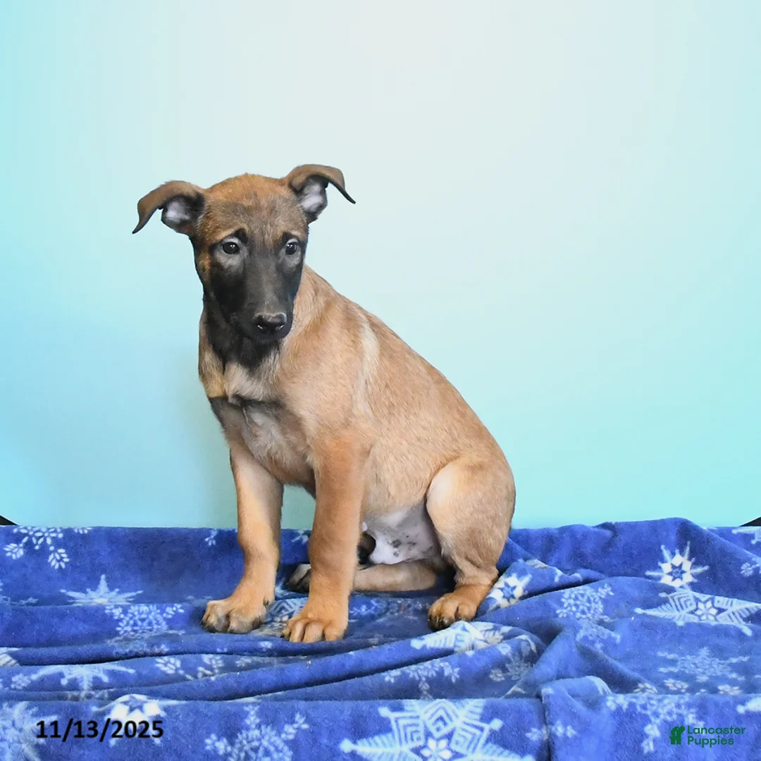 Belgian Malinois dogs for sale: Pablo  - Ad 13