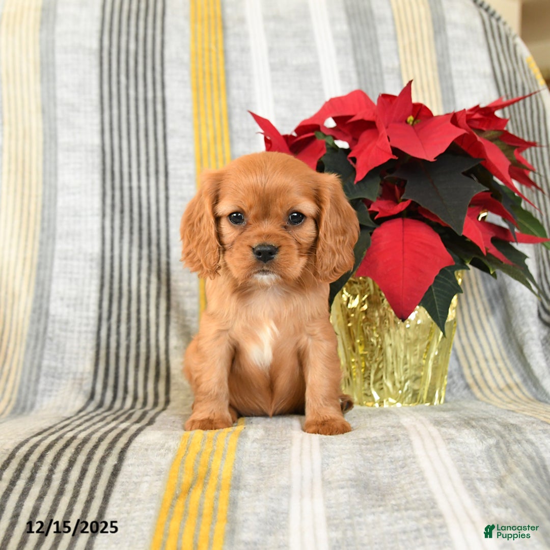 Cavalier King Charles Spaniel dogs for sale: Waffles - Ad 3