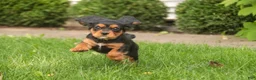Cavalier King Charles Spaniel dogs for sale: Leroy Cavalier King Charles Spaniel  - Ad 4