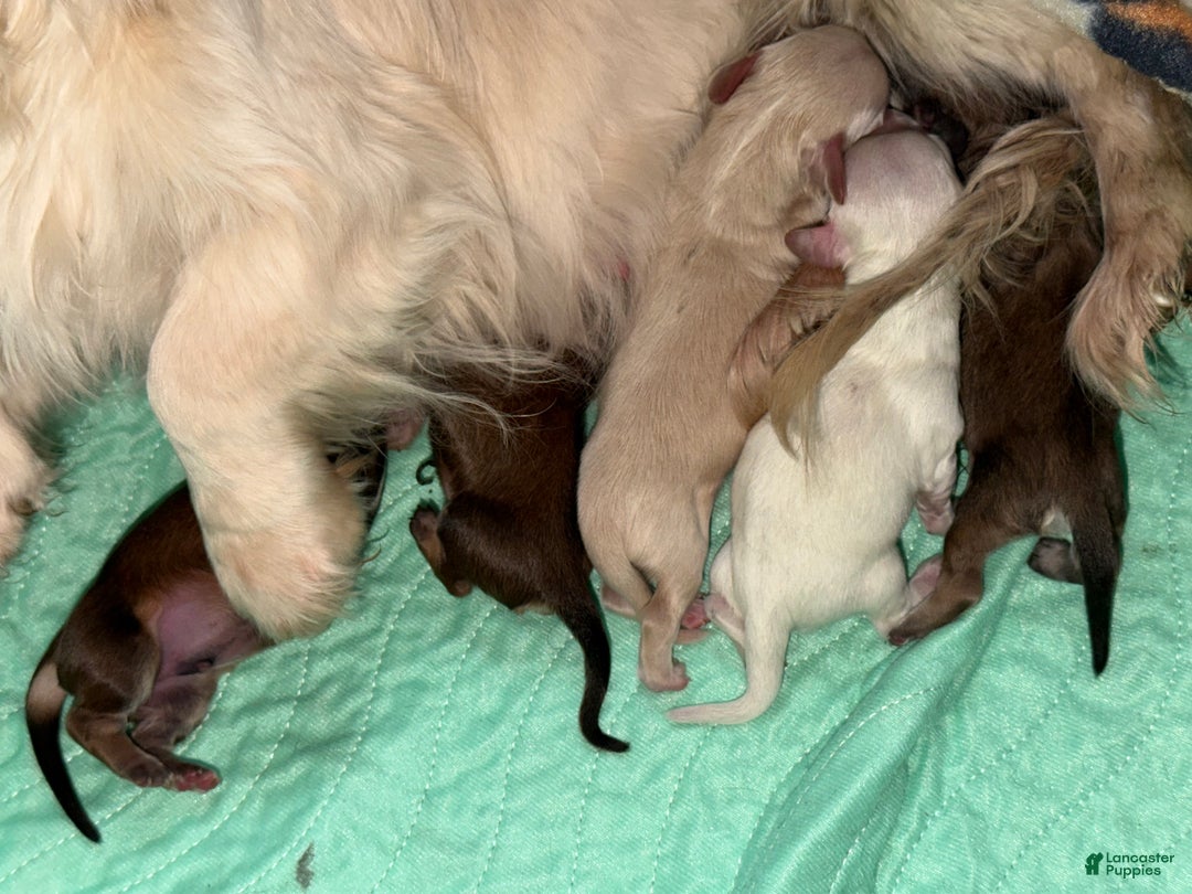 Miniature Dachshund dogs for sale: ee cream - Ad 9