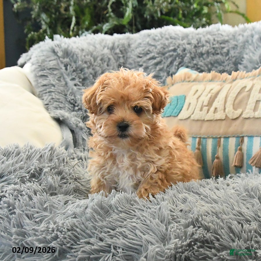 Shihpoo dogs Sammy - Ad 2