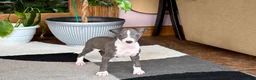 Italian Greyhound dogs for sale: Jerry - Ad 14