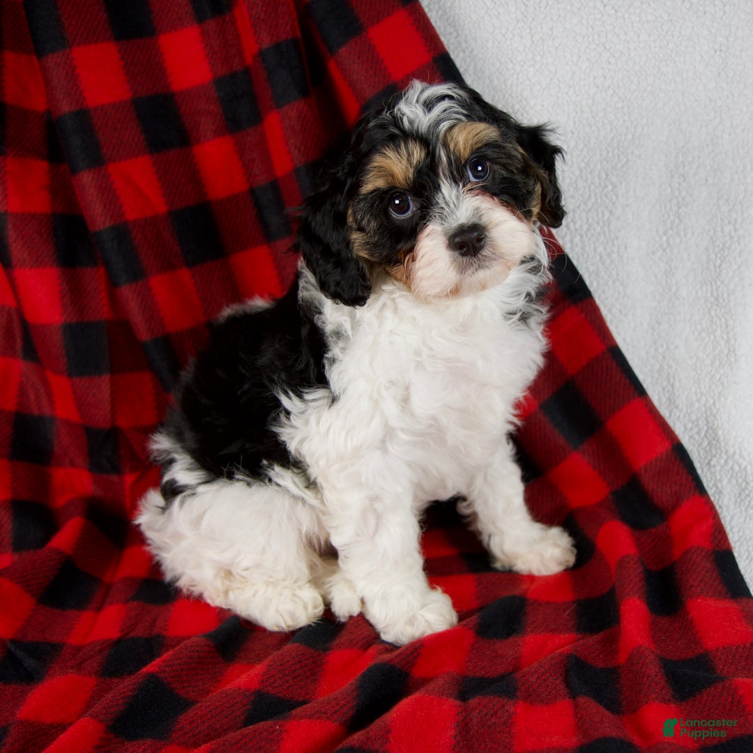 Cavapoo dogs for sale: Enzo - Ad 5