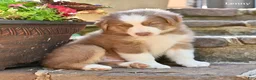 Australian Shepherd dogs for sale: Lenny - Ad 3