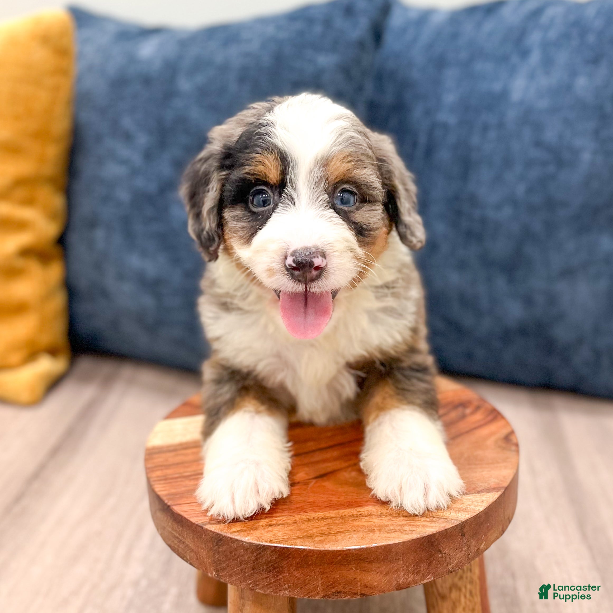 Mini Bernedoodle dogs for sale: Sadie - Ad 3