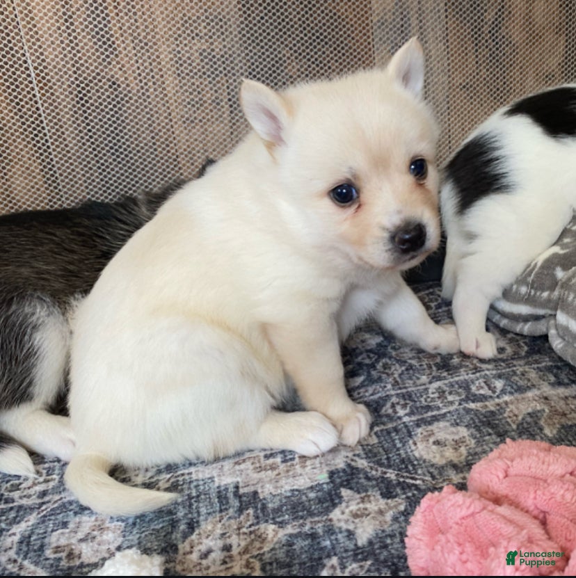 Pomsky dogs Raven - 2 Year Health Contract - Family Loved and Raised  - Ad 1