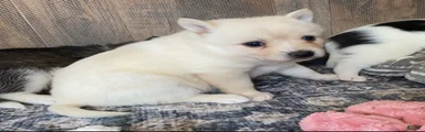 Raven - 2 Year Health Contract - Family Loved and Raised 