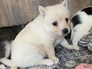 Pomsky dogs for sale: Raven - 2 Year Health Contract - Family Loved and Raised - Ad 1