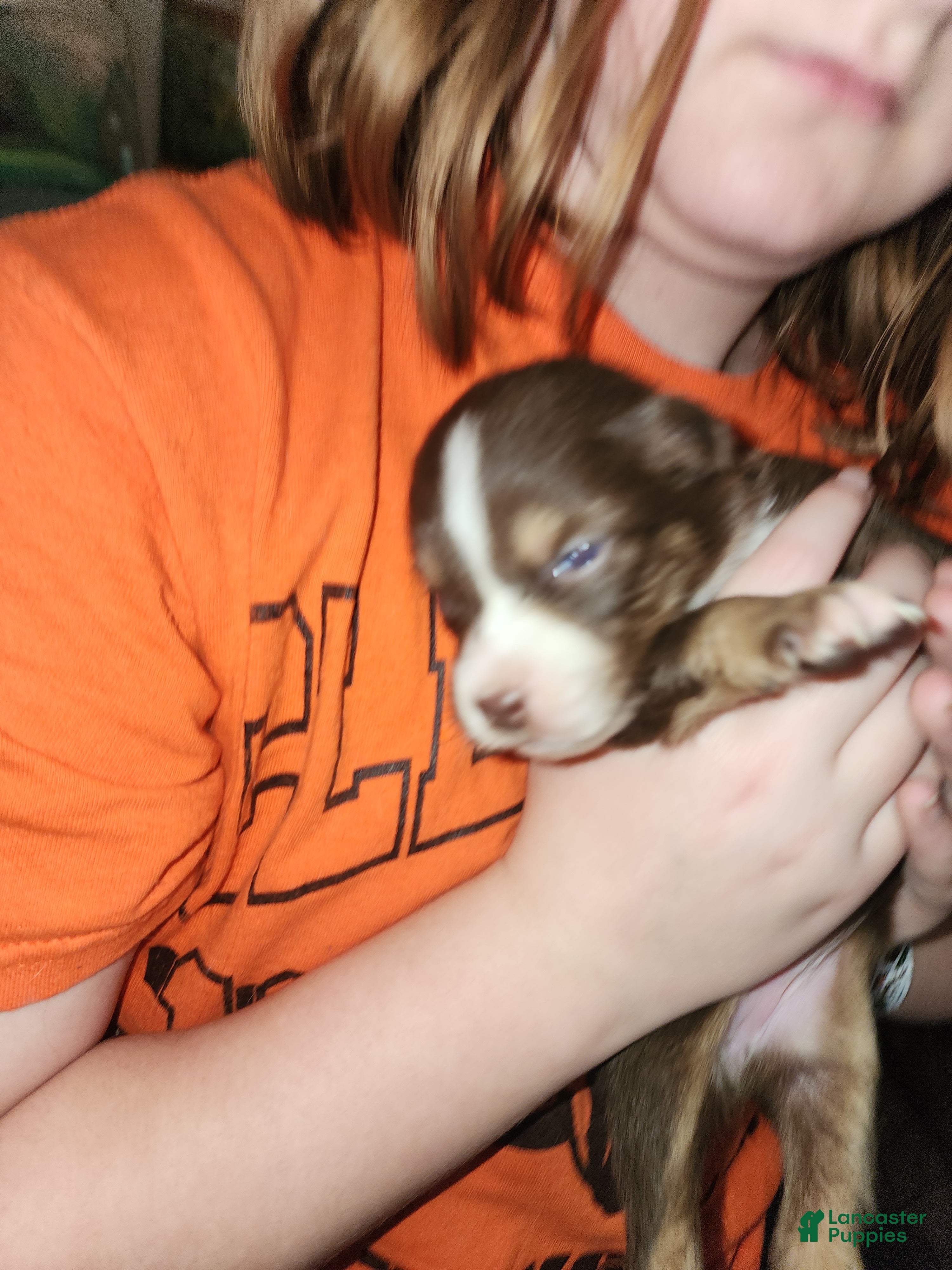 Australian Shepherd dogs Australian Shepherd Red Tri Female 1 - Ad 2