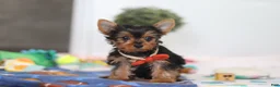 Yorkshire Terrier dogs for sale: Connor - Ad 1