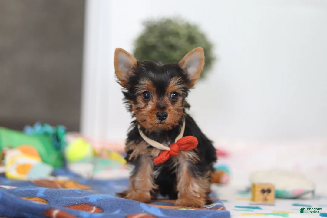 Yorkshire Terrier dogs for sale: Connor - Ad 1