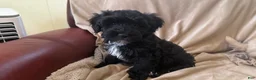 Mini Bernedoodle dogs for sale: Mini Bernedoodle 3 - Ad 8