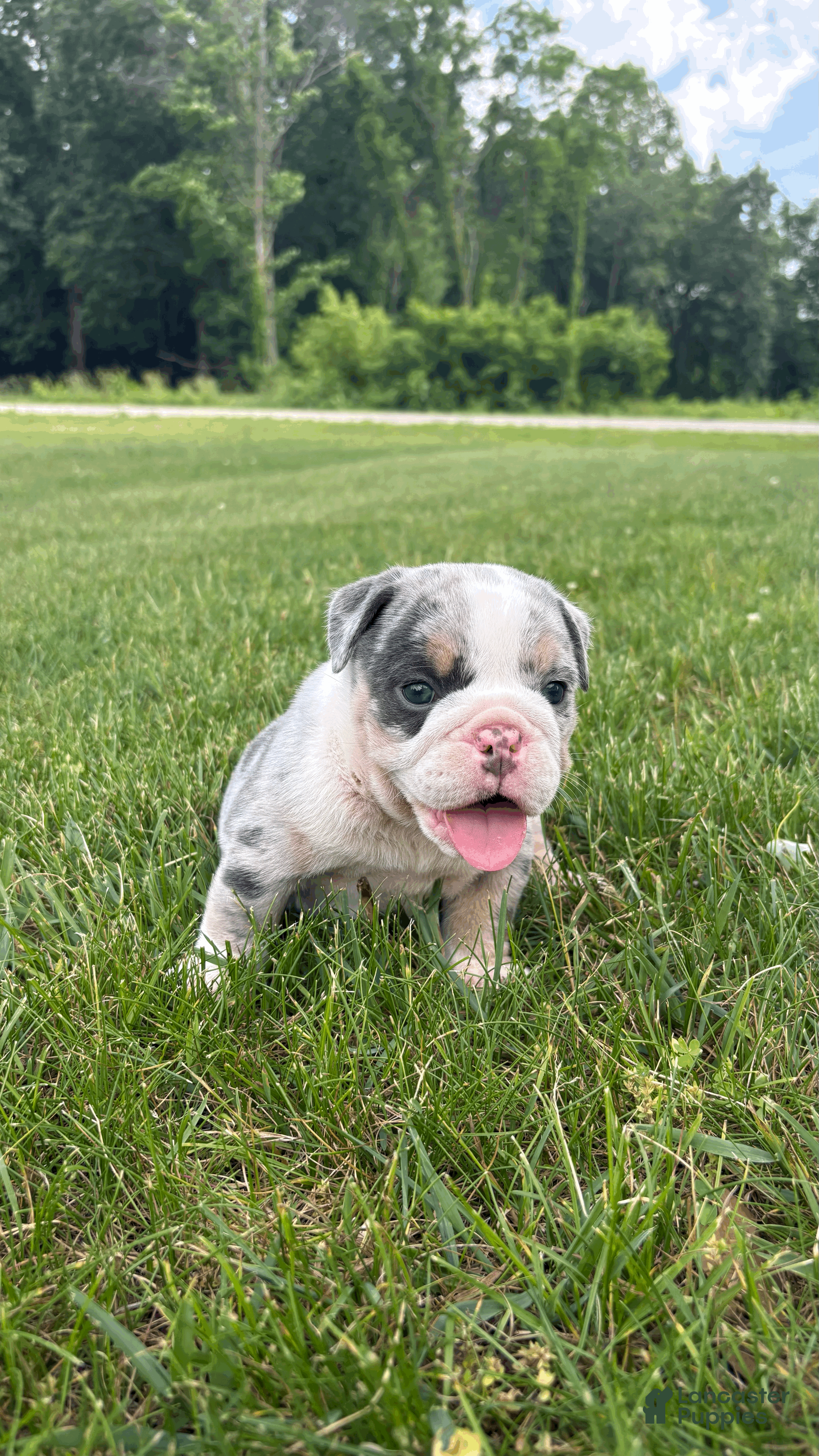 Mixed Breed dogs Max - Ad 2