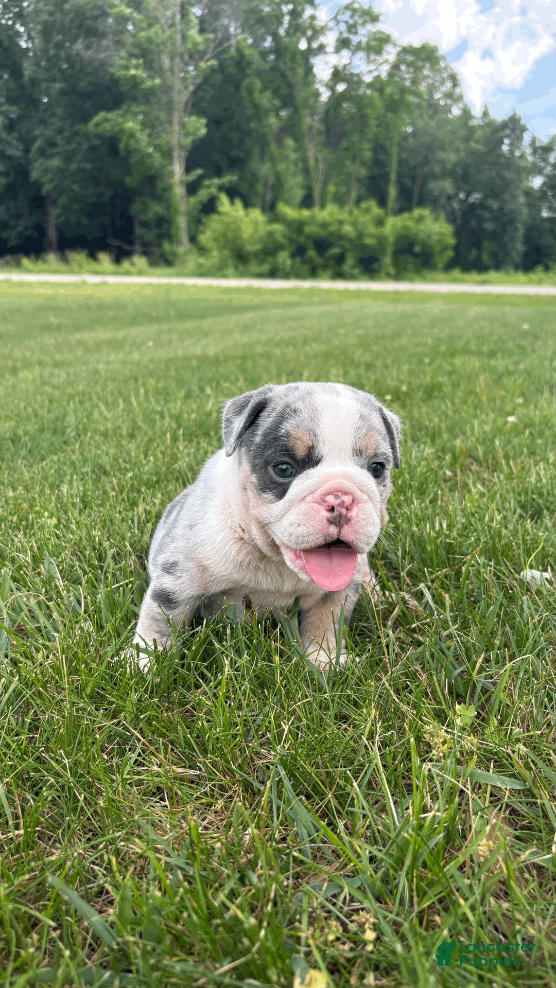 Mixed Breed dogs for sale: Max - Ad 2