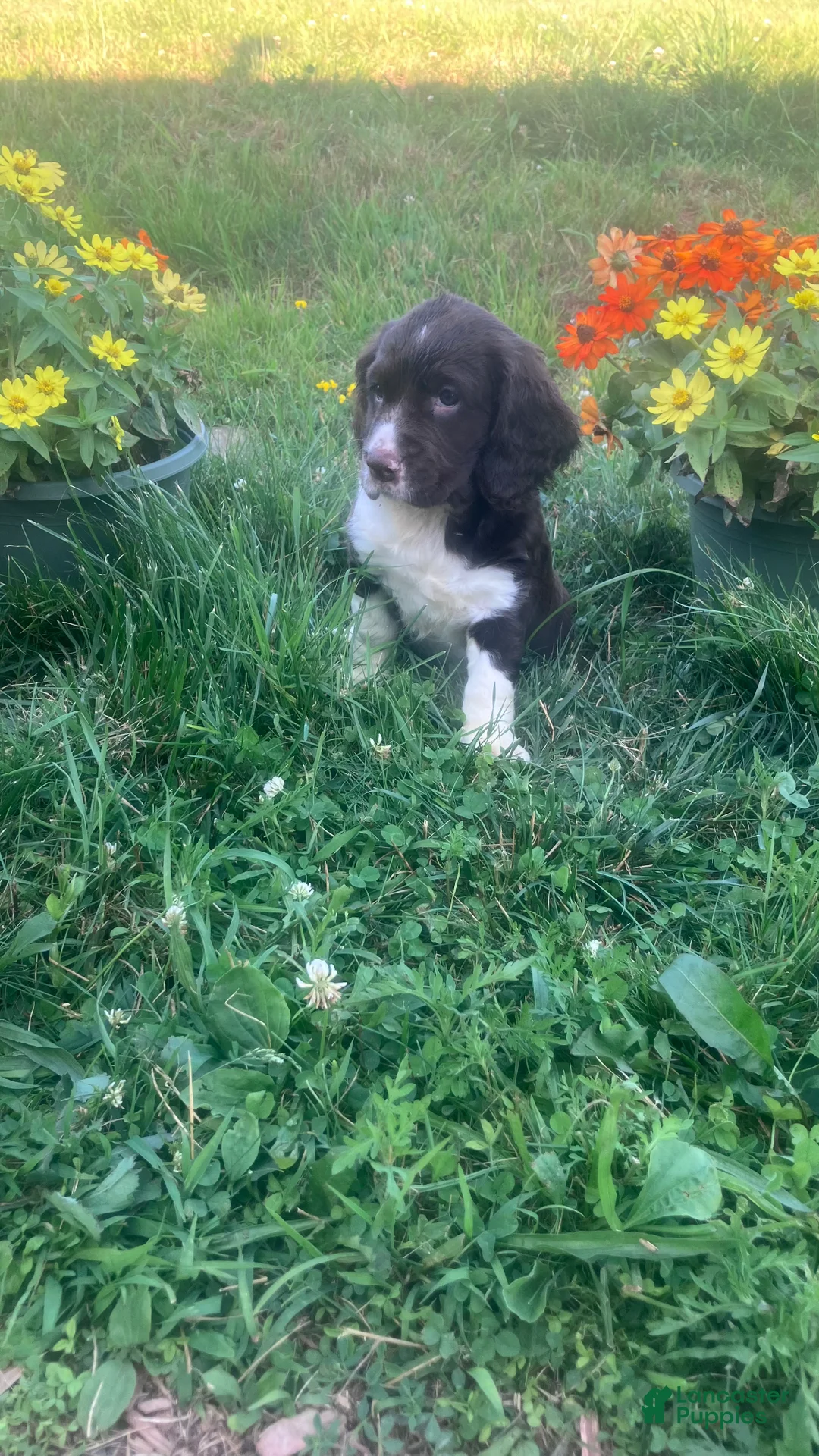 English Springer Spaniel dogs for sale: Candy - Ad 2