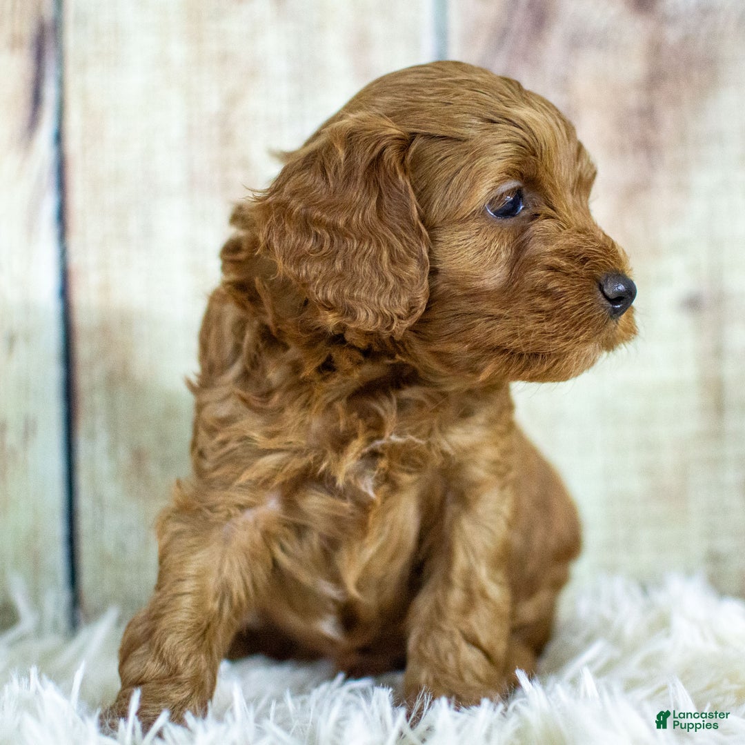 Cockapoo dogs for sale: Kane - Ad 8
