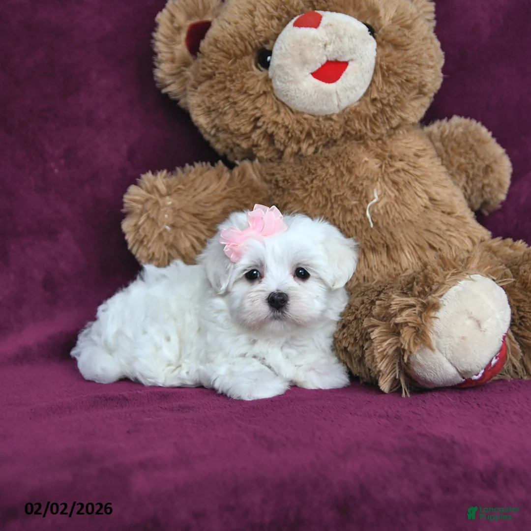 Maltese dogs for sale: Valentina - Ad 4