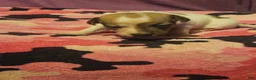 Chihuahua dogs for sale: Diane  - Ad 19