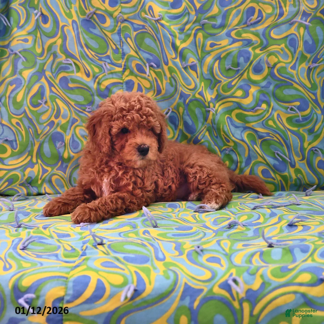 Goldendoodle dogs for sale: Jaden - Ad 3
