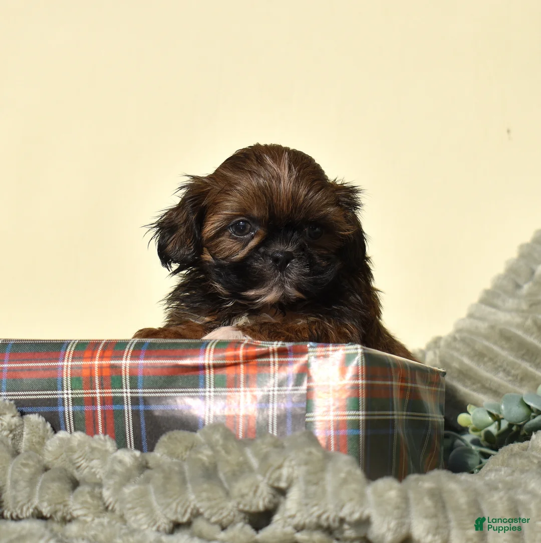 Shih Tzu dogs for sale: Bear (Tiny) - Ad 7