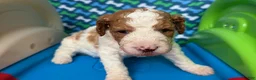 Standard Poodle dogs for sale: Norway - Ad 1