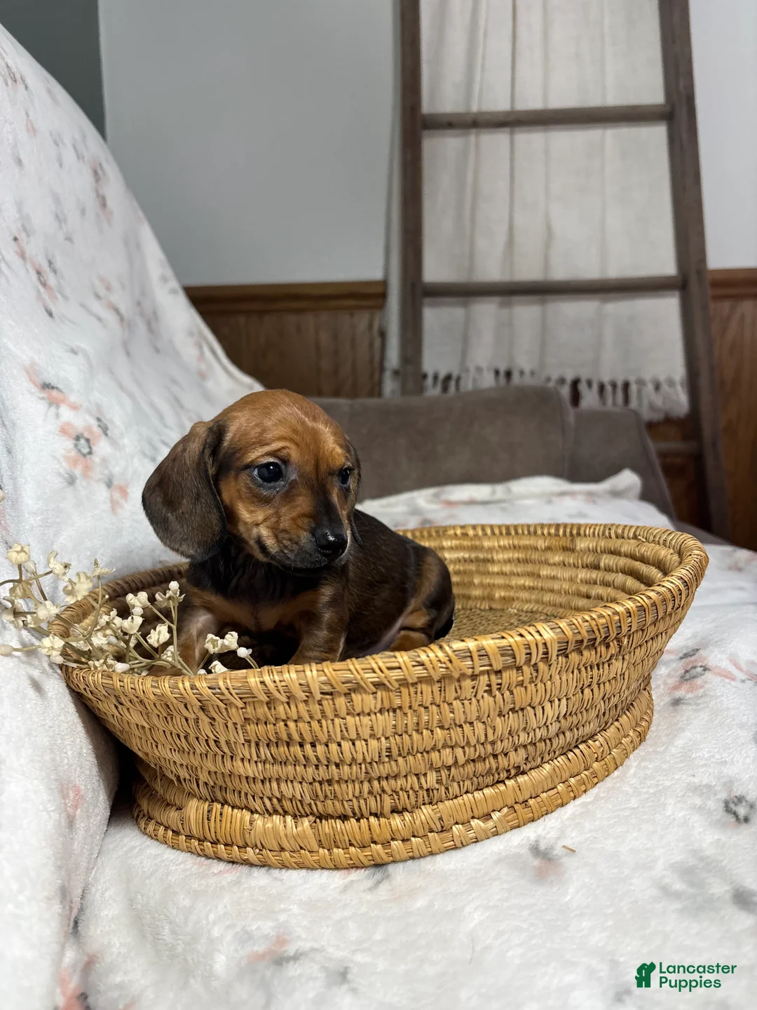 Miniature Dachshund dogs for sale: Miniature Dachshund Puppy 3 - Ad 8