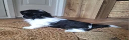 Shih Tzu dogs for sale: Daisy  - Ad 4
