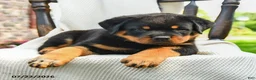 Rottweiler dogs for sale: Diesel - Ad 5