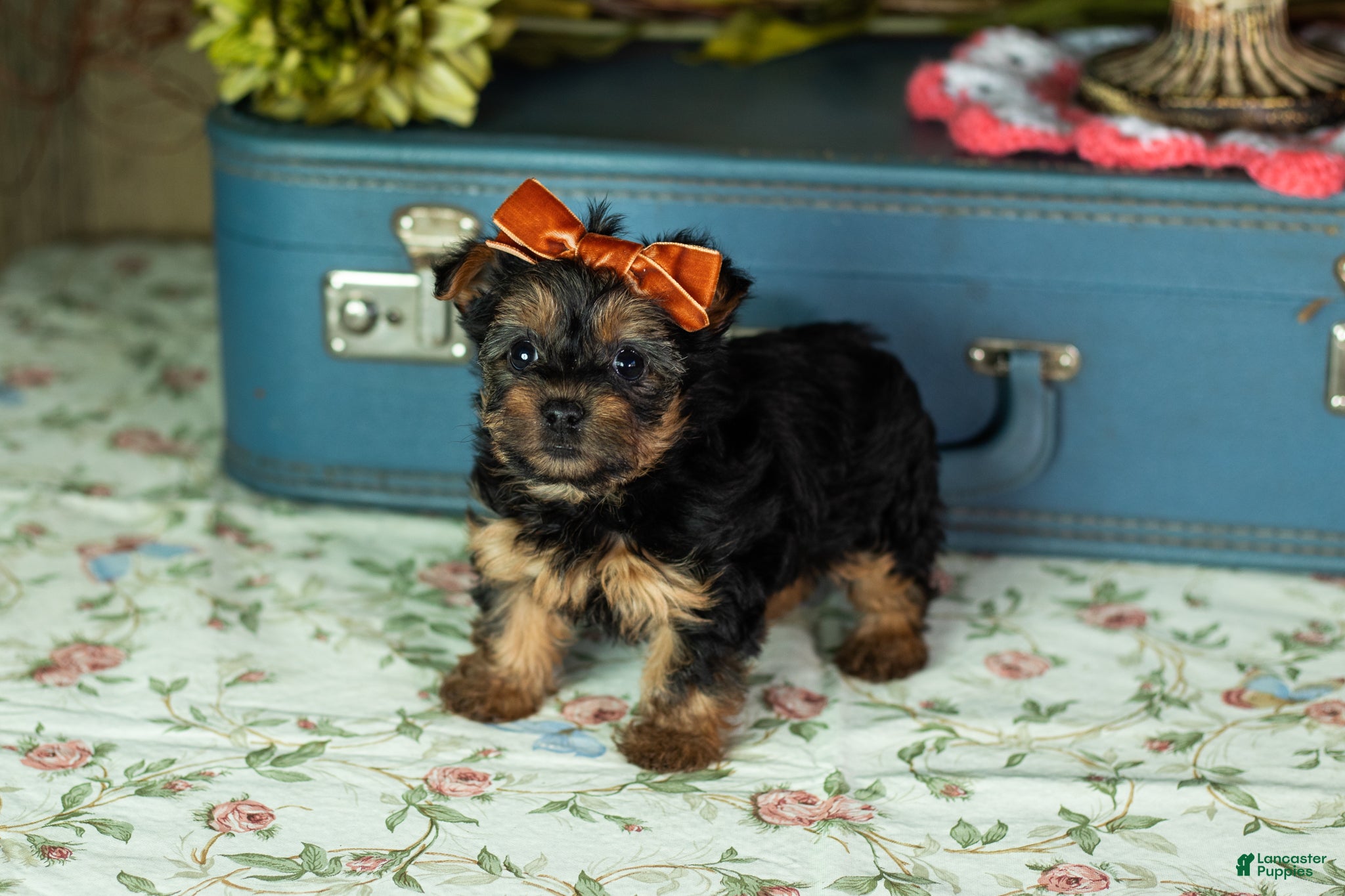 Yorkshire Terrier dogs Lissia  - Ad 26