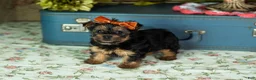 Yorkshire Terrier dogs for sale: Lissia  - Ad 1