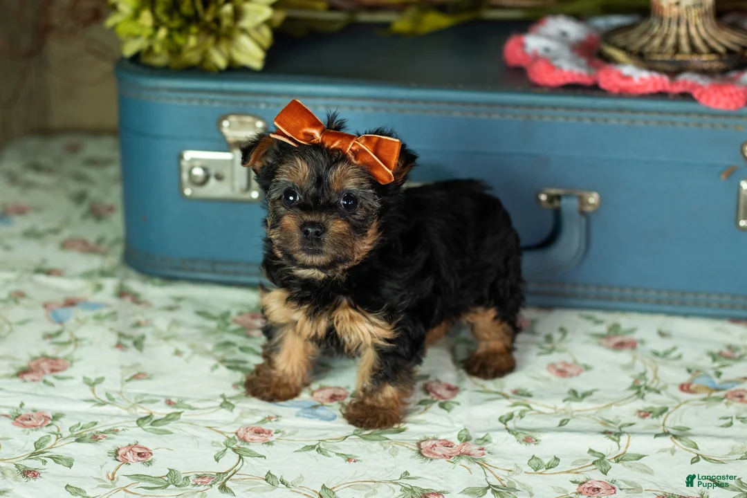 Yorkshire Terrier dogs for sale: Lissia  - Ad 1