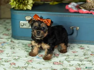 Yorkshire Terrier dogs Lissia - Ad 26
