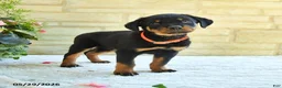 Rottweiler dogs for sale: Lafayette - Ad 1