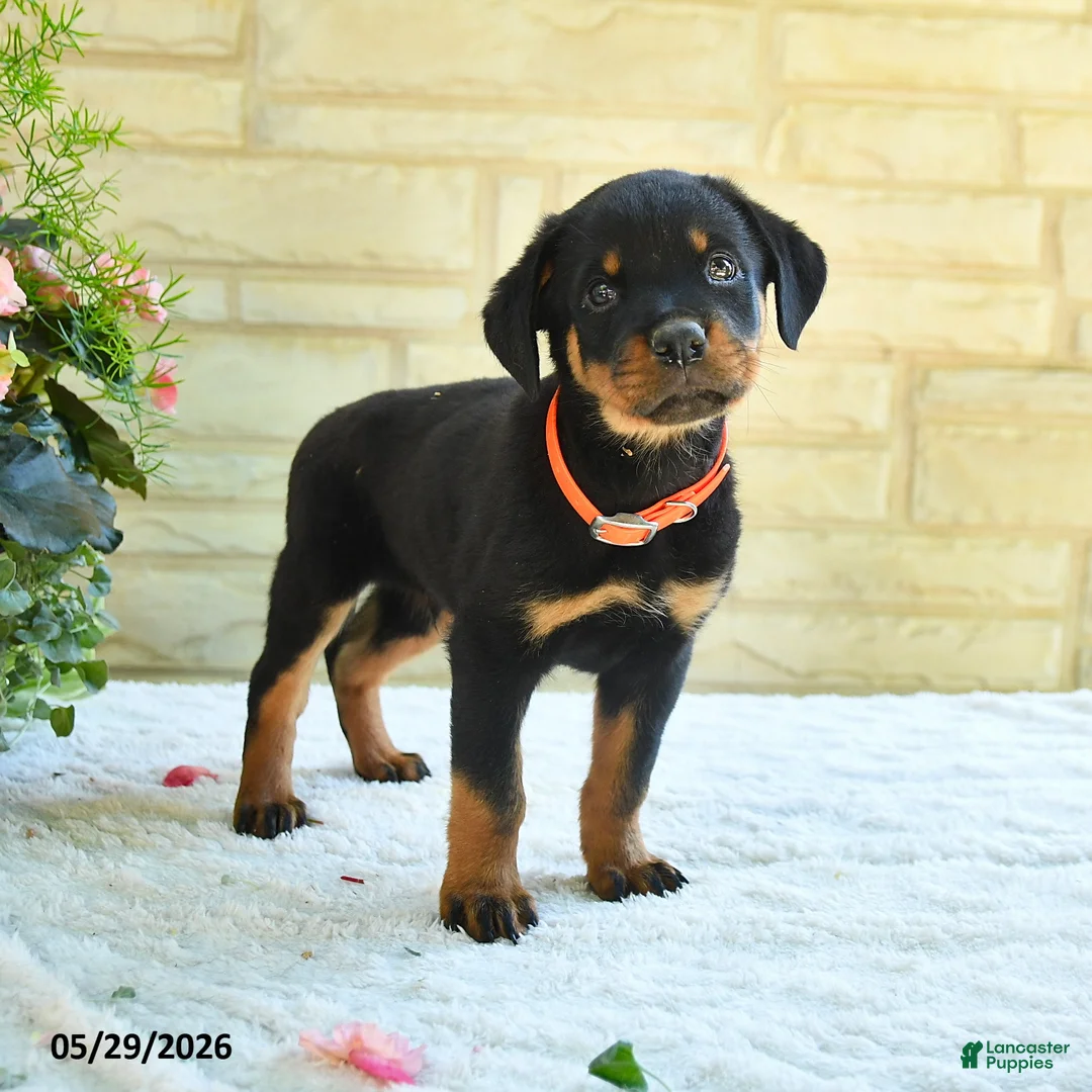Rottweiler dogs for sale: Lafayette - Ad 1
