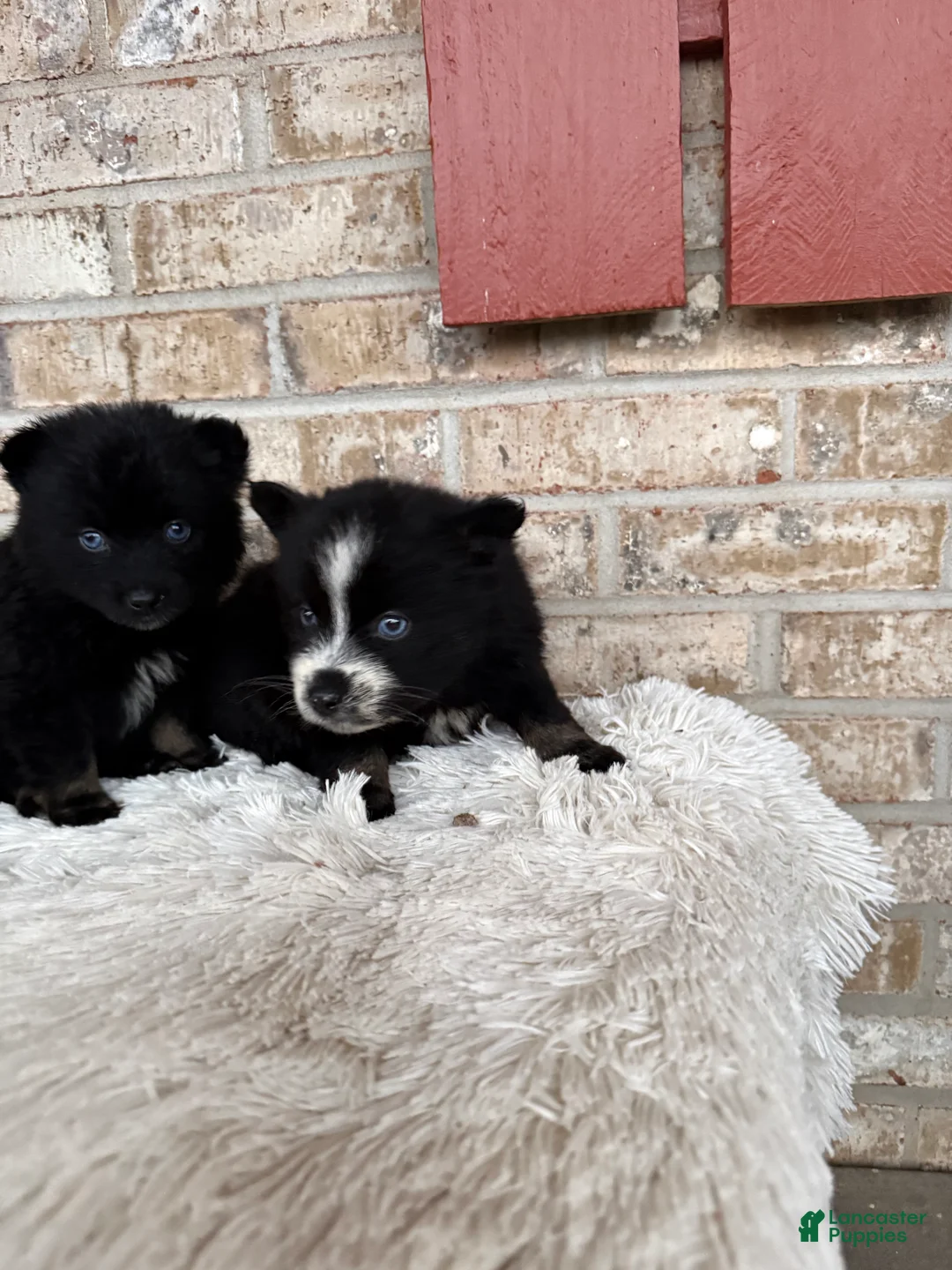 Pomsky dogs for sale: Polly - Ad 2