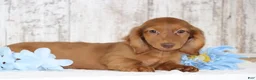 Dachshund dogs for sale: Marco  - Ad 1