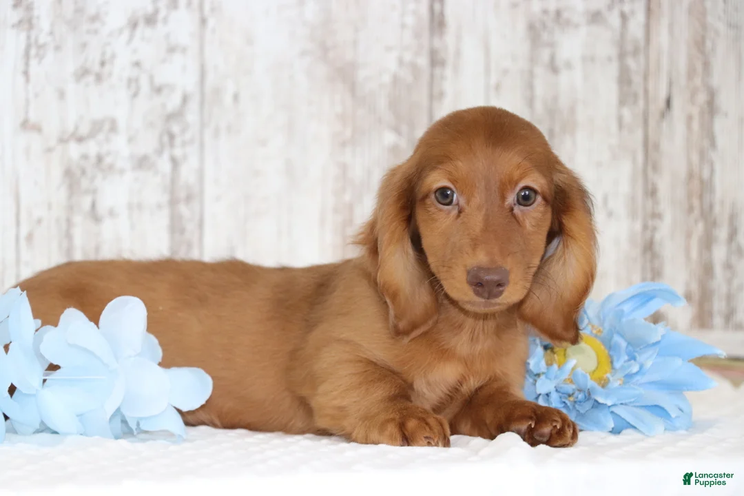Dachshund dogs for sale: Marco  - Ad 1