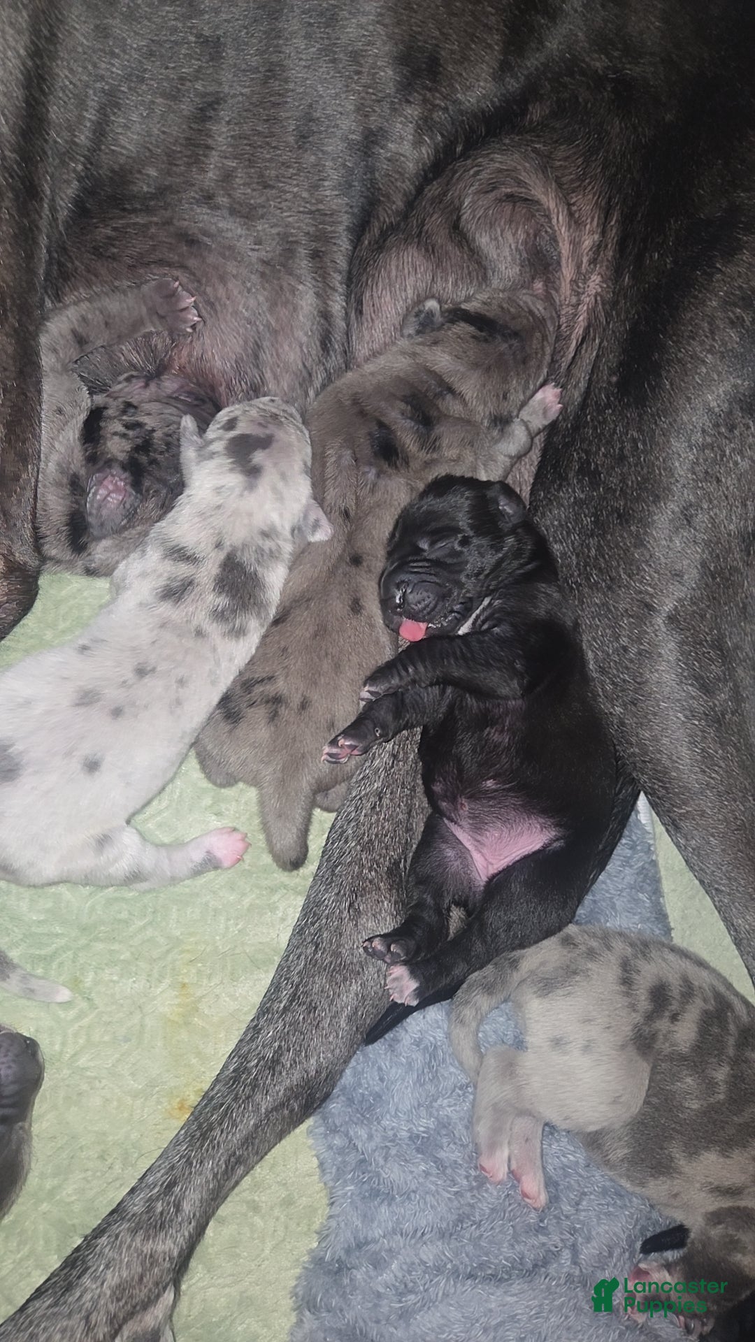 Mixed Breed dogs Mixed Breed Puppy 4 - Ad 1