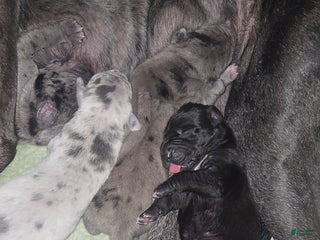 Mixed Breed dogs Mixed Breed Puppy 4 - Ad 18